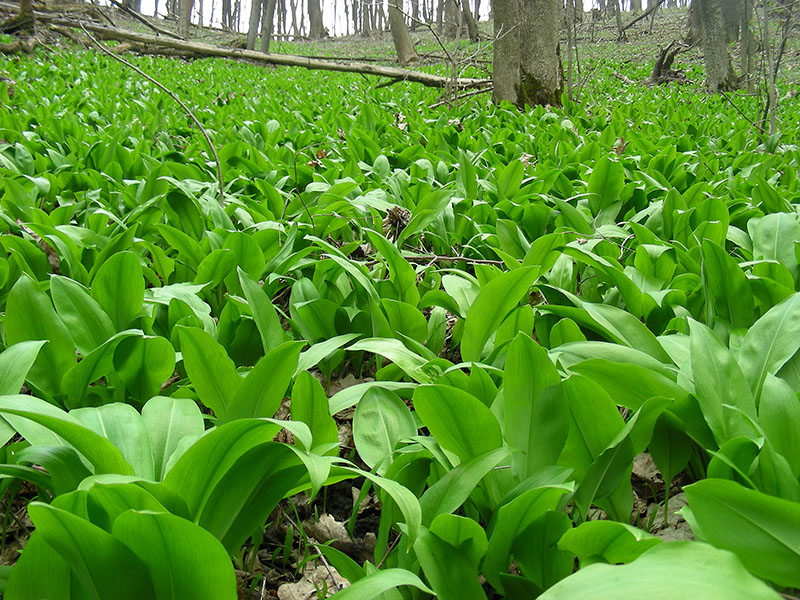 Изображение особи Allium ursinum.
