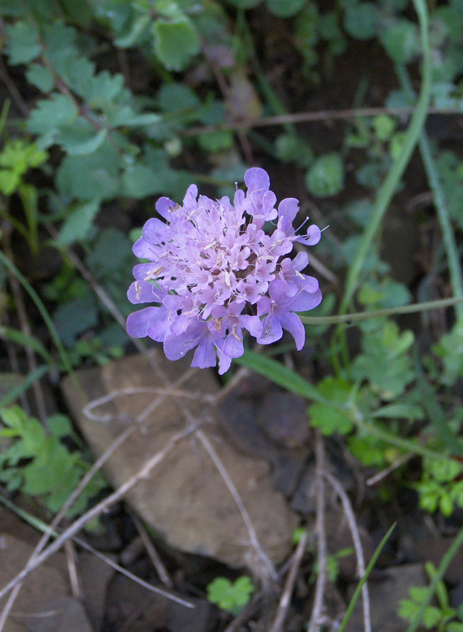 Изображение особи Scabiosa hyrcanica.