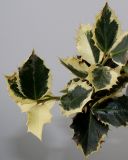 Ilex aquifolium. Верхушка побега ('Variegata'). Германия, г. Кемпен, в культуре. 13.09.2012.