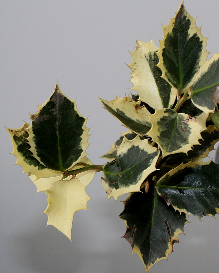 Изображение особи Ilex aquifolium.