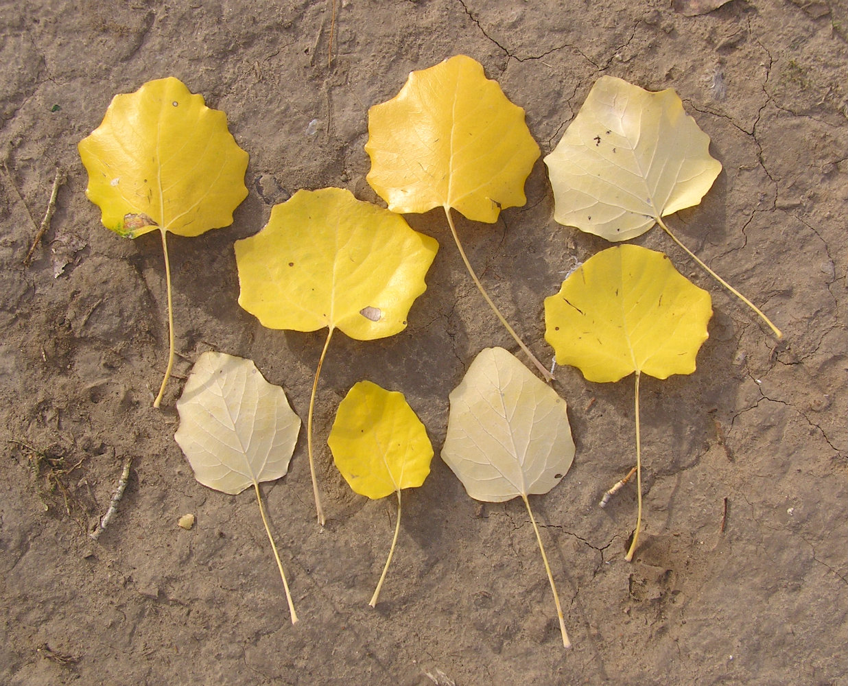 Image of Populus alba specimen.