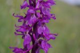 Orchis mascula. Часть соцветия. Псковская область, Печорский р-н, Старый Изборск. 01.06.2012.