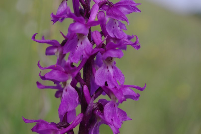 Изображение особи Orchis mascula.