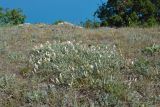 Convolvulus holosericeus