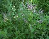 Mentha spicata