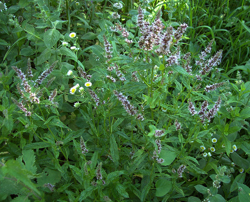 Image of Mentha spicata specimen.