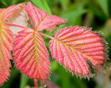 Rubus idaeus. Лист в осенней окраске. Подмосковье, окр. г. Одинцово, опушка леса. Сентябрь, 2012 г.