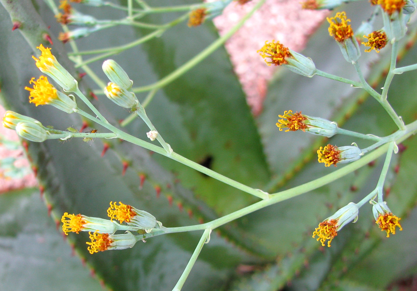 Image of Kleinia &times; kleiniiformis specimen.