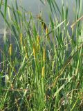 Typha tichomirovii. Верхняя часть плодоносящего растения. Украина, г. Запорожье, возле пос. Солнечный, берег озерка. 12.07.2011.