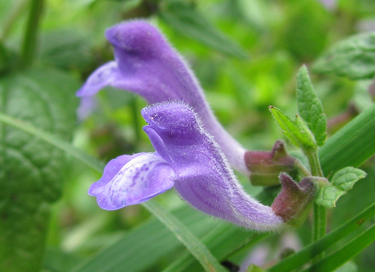 Image of Scutellaria galericulata specimen.