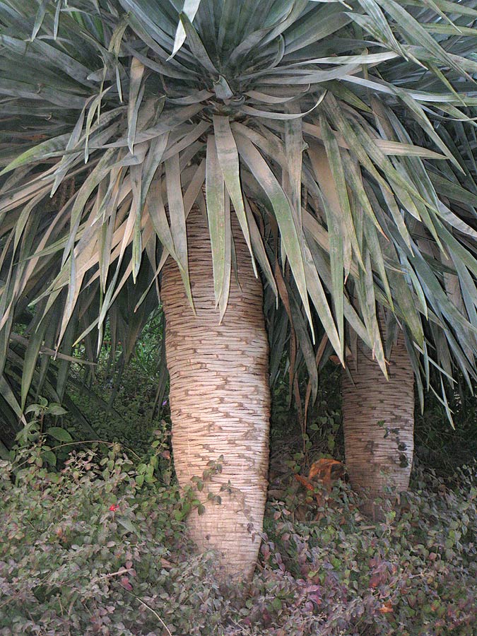 Image of Dracaena draco specimen.