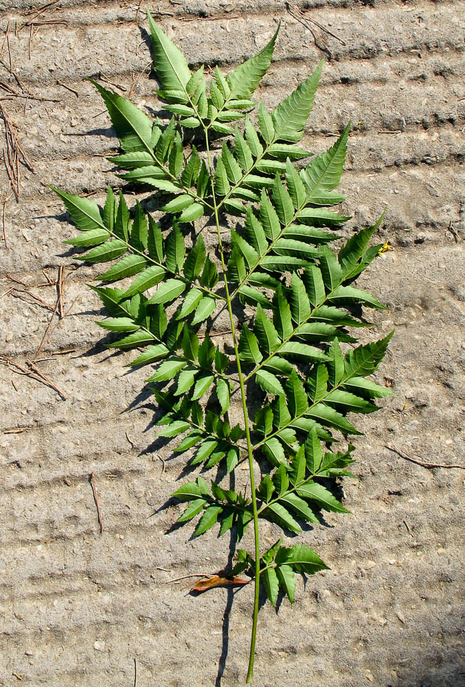 Изображение особи Koelreuteria bipinnata.