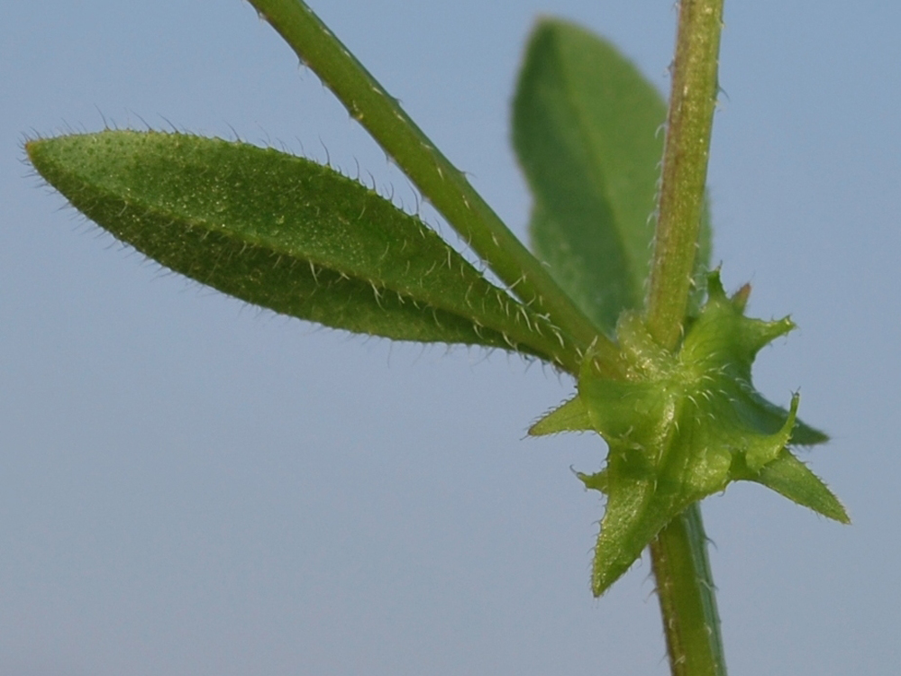 Image of Asperugo procumbens specimen.