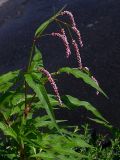 Persicaria lapathifolia