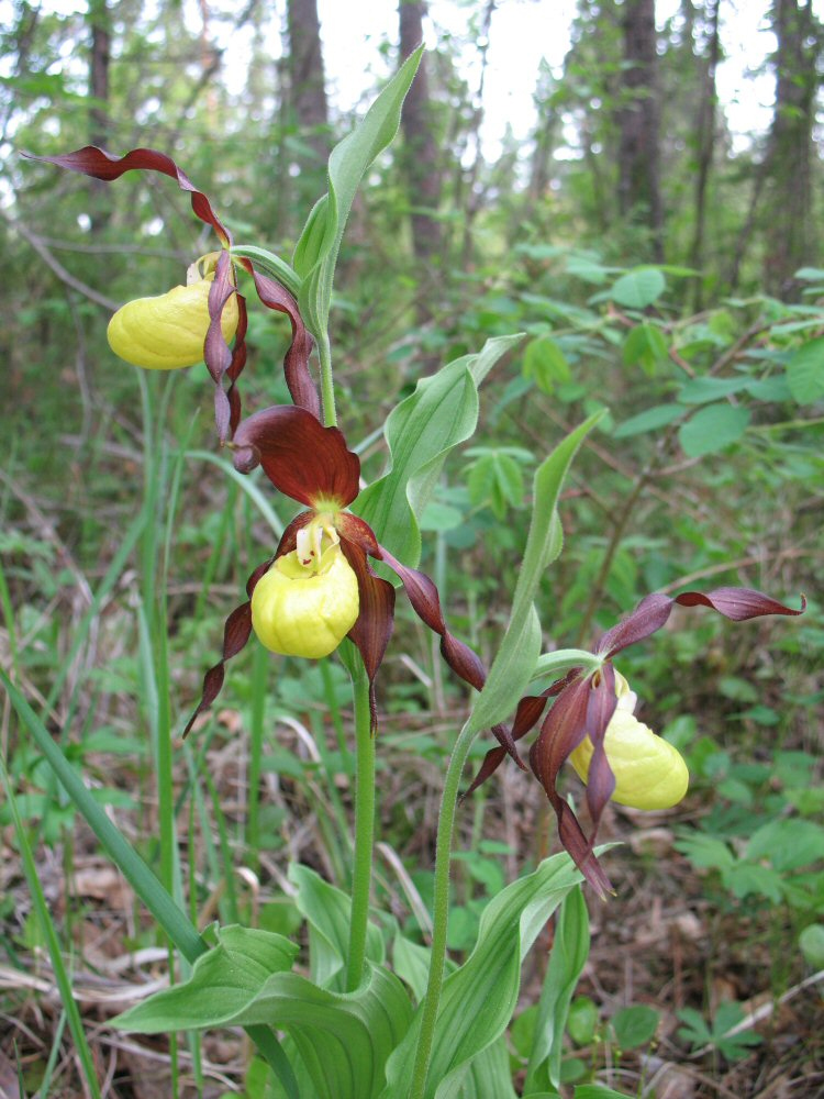 Изображение особи Cypripedium calceolus.