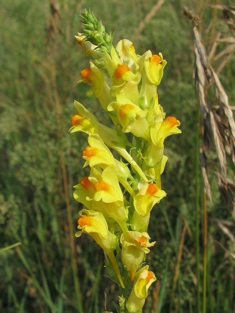 Image of Linaria ruthenica specimen.