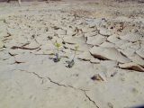 Diplotaxis harra