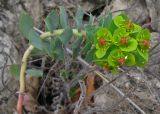 Euphorbia myrsinites. Цветущее растение. Крым. Карадагский заповедник, юго-восточный склон хребта Беш-Таш, степной склон. 4 апреля 2013 г.