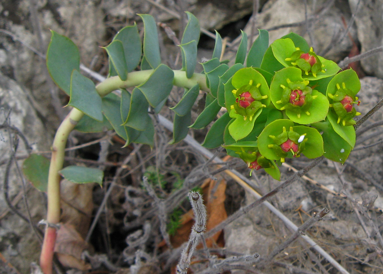 Изображение особи Euphorbia myrsinites.