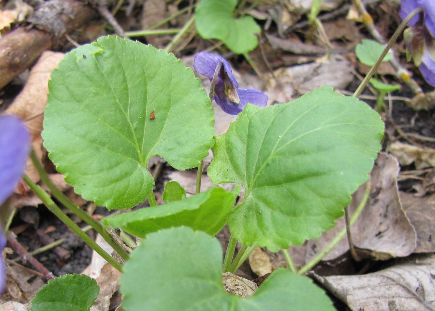 Image of Viola odorata specimen.