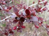 Berberis thunbergii. Ветви с прошлогодними плодами и молодыми бутонизирующими побегами. Ставропольский край, г. Кисловодск, Крестовая гора, в культуре. 12.04.2013.