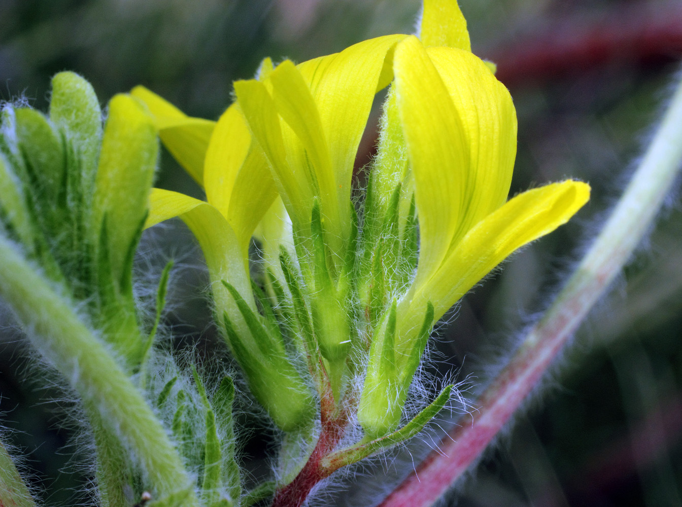 Изображение особи Astragalus anisomerus.