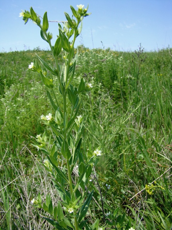 Image of Lithospermum officinale specimen.