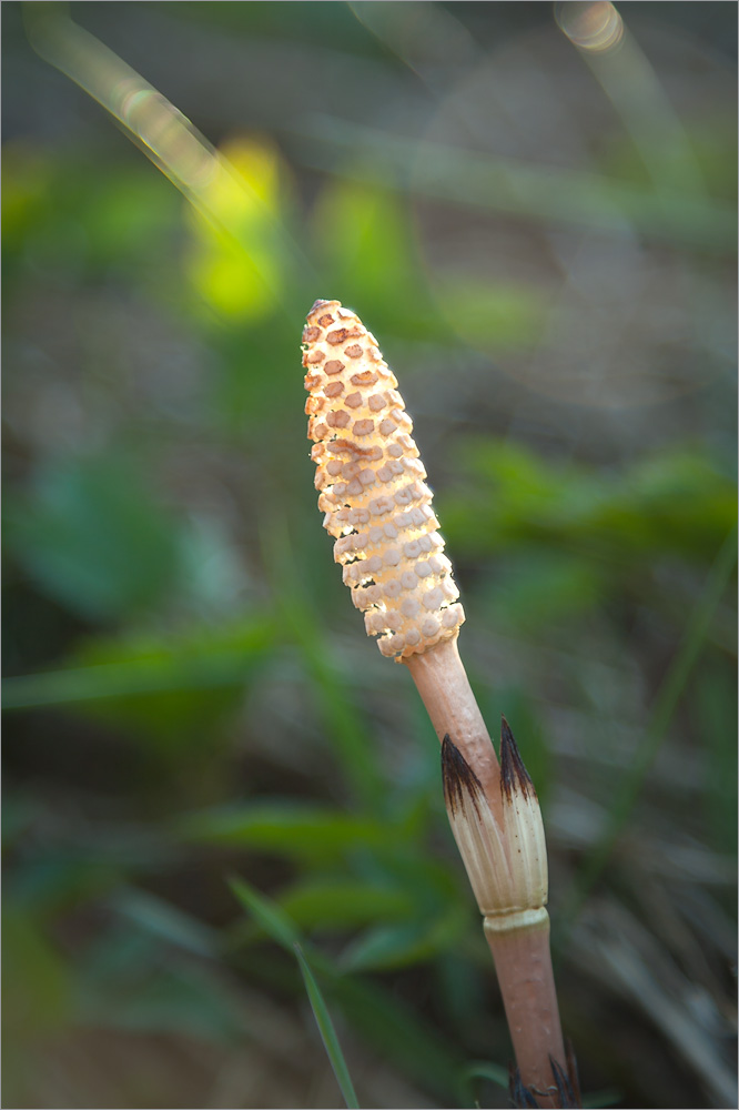 Image of Equisetum arvense specimen.