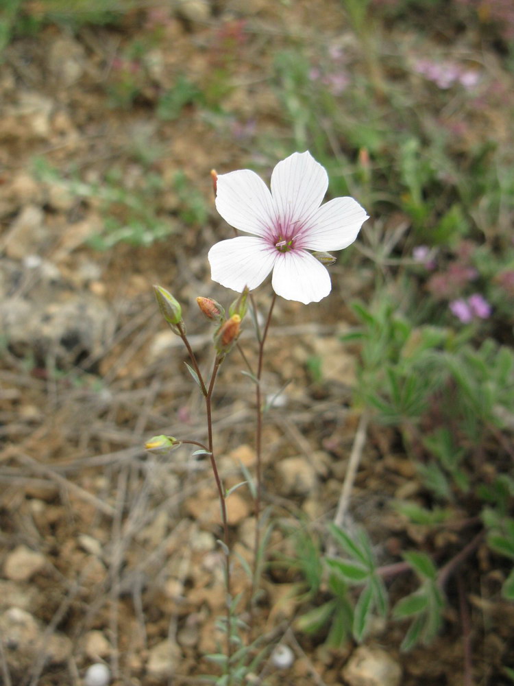 Изображение особи Linum tenuifolium.