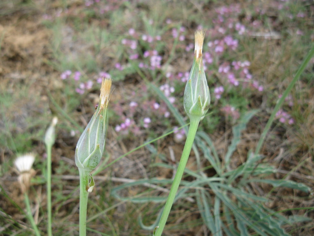 Image of Scorzonera crispa specimen.