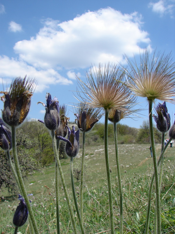 Image of Pulsatilla taurica specimen.