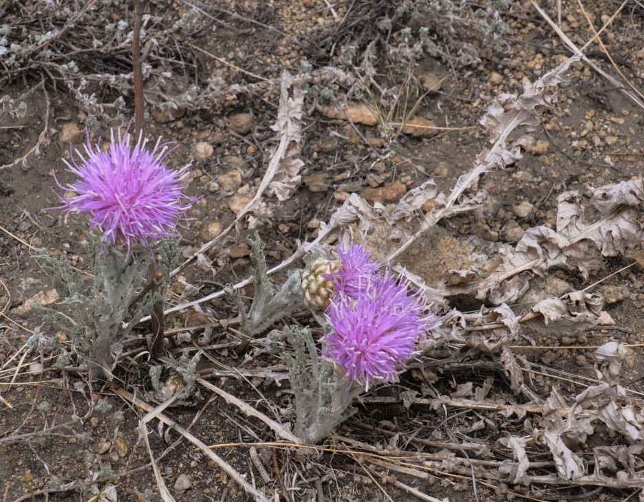 Image of Stemmacantha uniflora specimen.