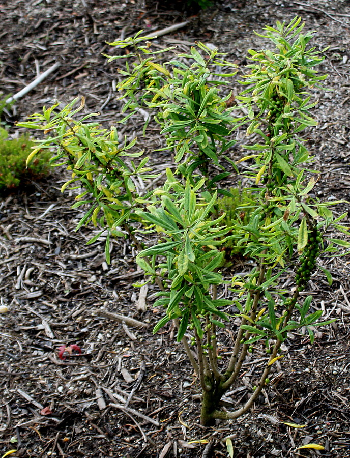 Image of Daphne mezereum specimen.