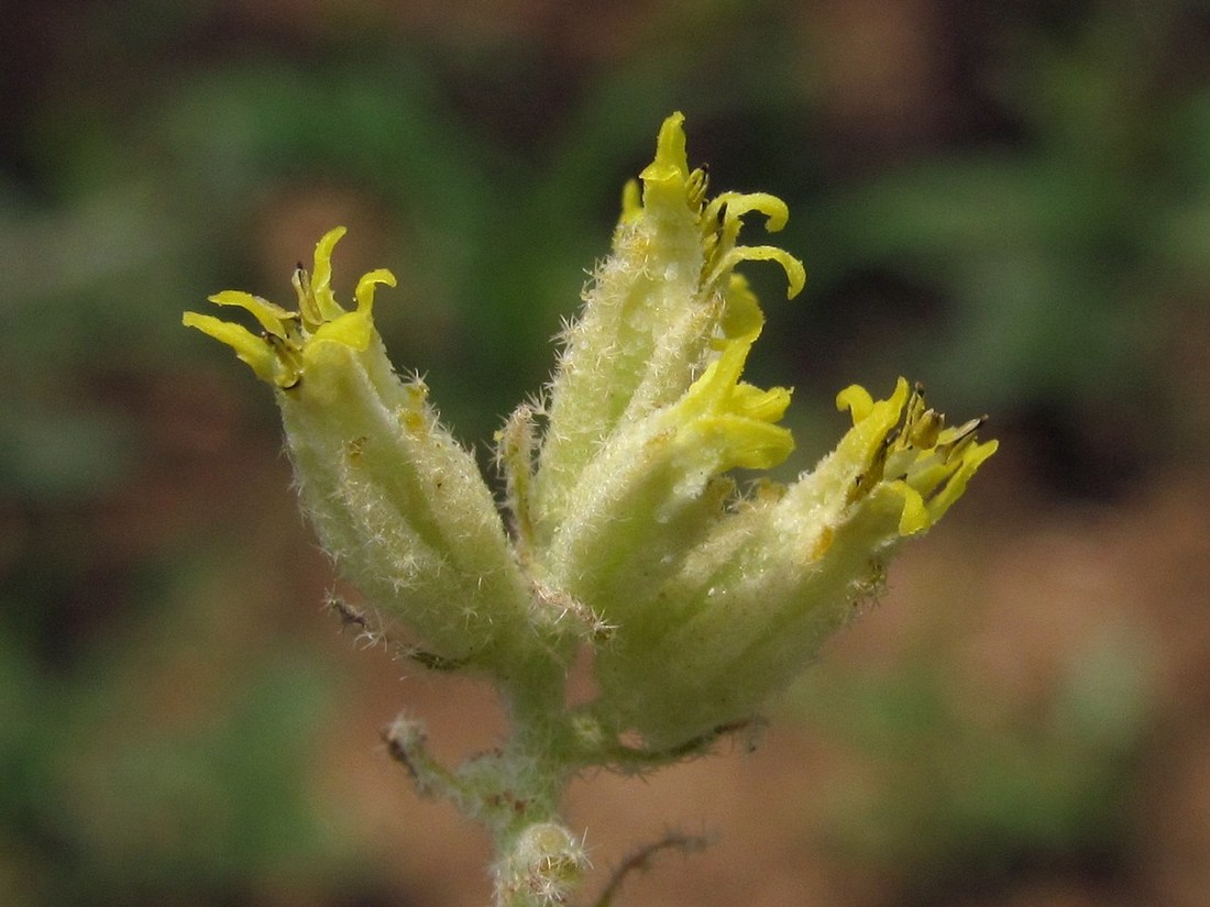 Image of Chrozophora tinctoria specimen.