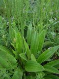 Plantago urvillei