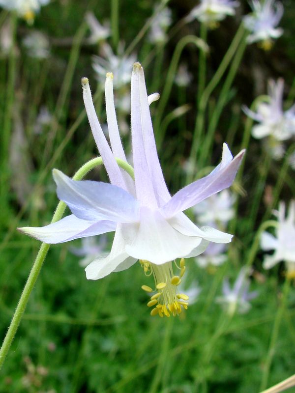 Изображение особи Aquilegia vicaria.