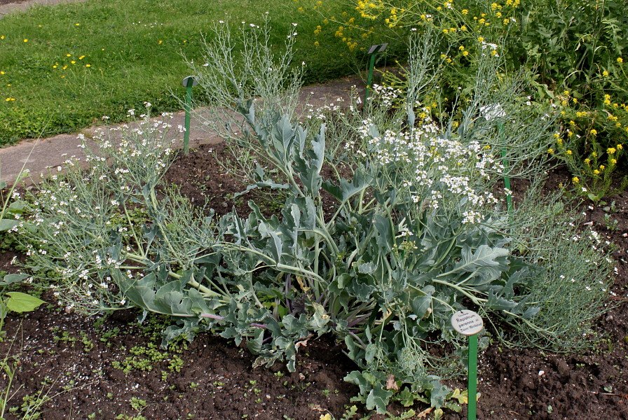 Изображение особи Crambe maritima.