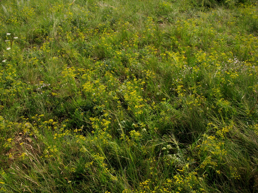 Изображение особи Bupleurum scorzonerifolium.