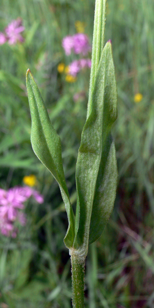 Image of Coccyganthe flos-cuculi specimen.