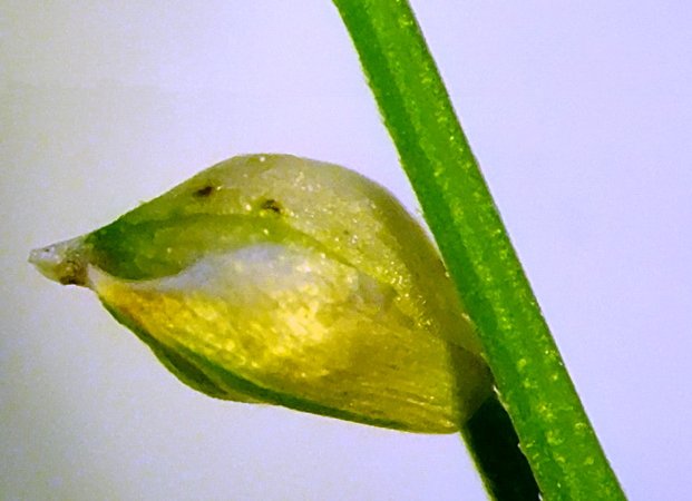 Image of Carex ussuriensis specimen.