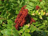 Rhus coriaria. Соплодие. Краснодарский край, м/о Анапа, окр. пос. Б. Утриш, прибрежный склон горы, фисташково-можжевеловое редколесье. 09.08.2013.