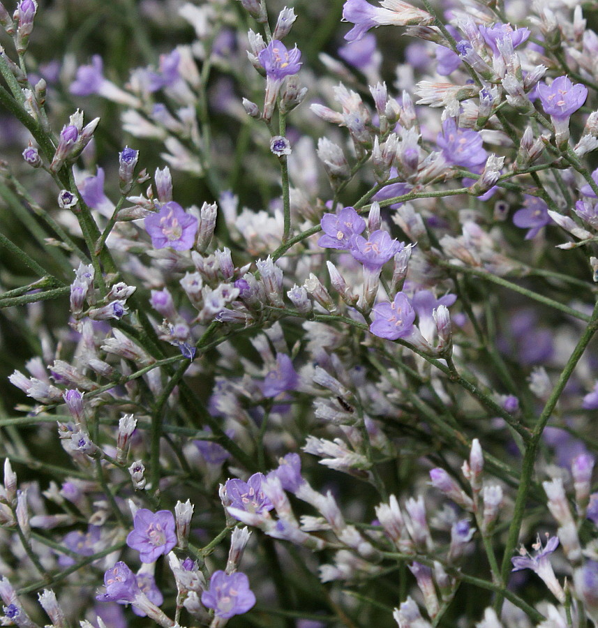 Image of Limonium coriarium specimen.