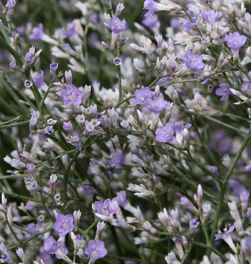 Изображение особи Limonium coriarium.