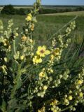 Verbascum marschallianum. Цветущее растение на склоне степной балки. Краснодарский край, север Кубани, хут. Гудко-Лиманский. 20.06.2009.