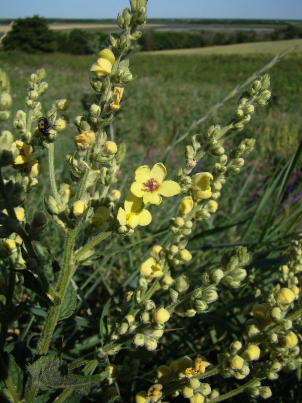 Image of Verbascum marschallianum specimen.