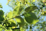 Ulmus laevis. Вегетативный побег. Узбекистан, Ташкентская обл., зап. отроги Чаткальского хр., ур. Чимган, склон горы Кызылджар. 31.08.2013.