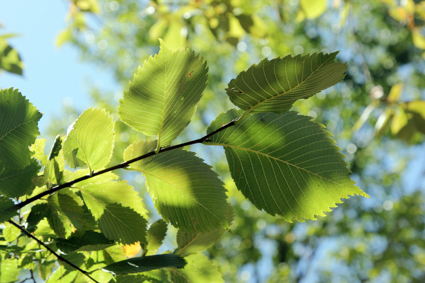 Изображение особи Ulmus laevis.