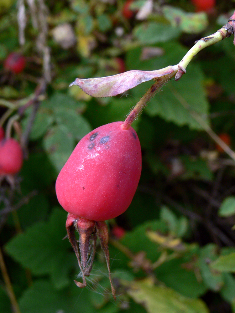 Image of Rosa glabrifolia specimen.