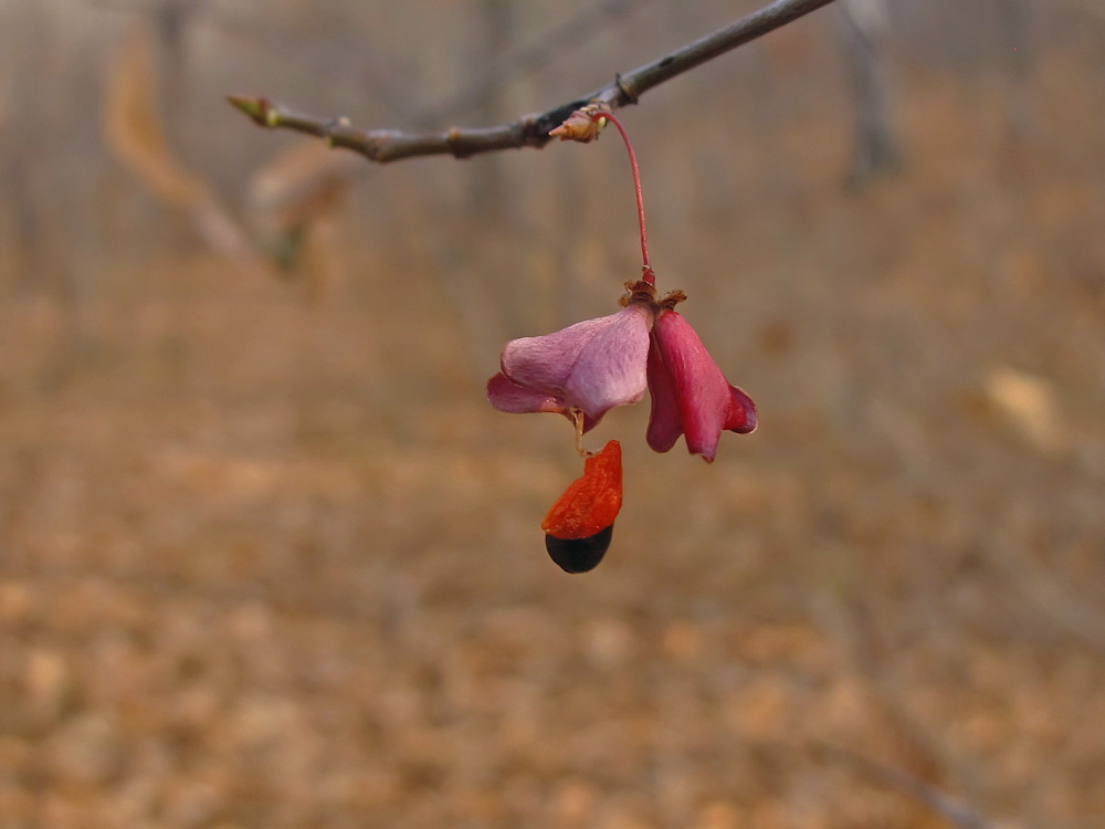 Изображение особи Euonymus pauciflorus.