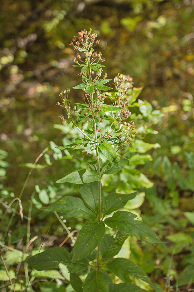 Изображение особи Lysimachia verticillaris.